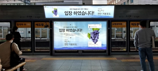 서울 지하철 매체에 게시된 천안 거봉포도 홍보 이미지