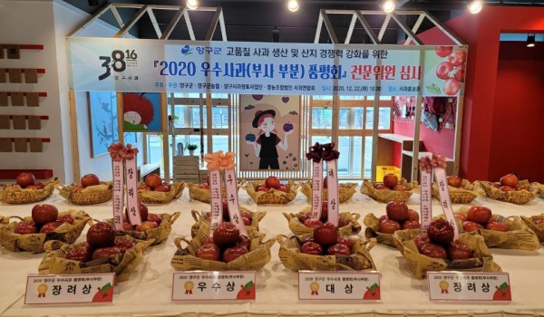 ‘2020 양구군 우수 사과(부사 부문) 품평회’ 수상 사과(사진제공=양구군)
