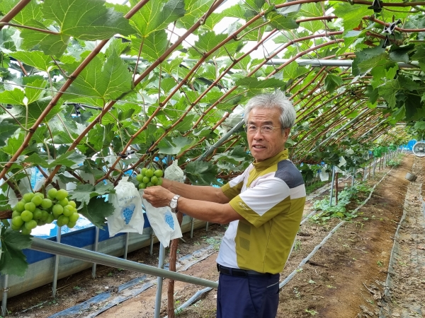 샤인머스켓연구회 지원.(사진제공=화순군)