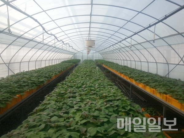 서산시 농업기술샌터 내 배양중인 고구마 무병묘 모습/제공=서산시