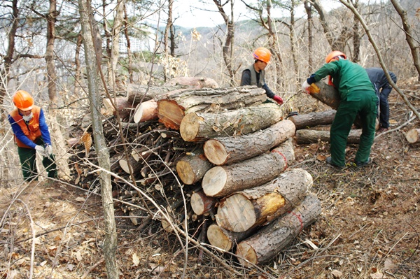 防止松树枯萎病的蔓延……龟尾市投资 30 亿韩元用于害虫防治行动 - 每日日报